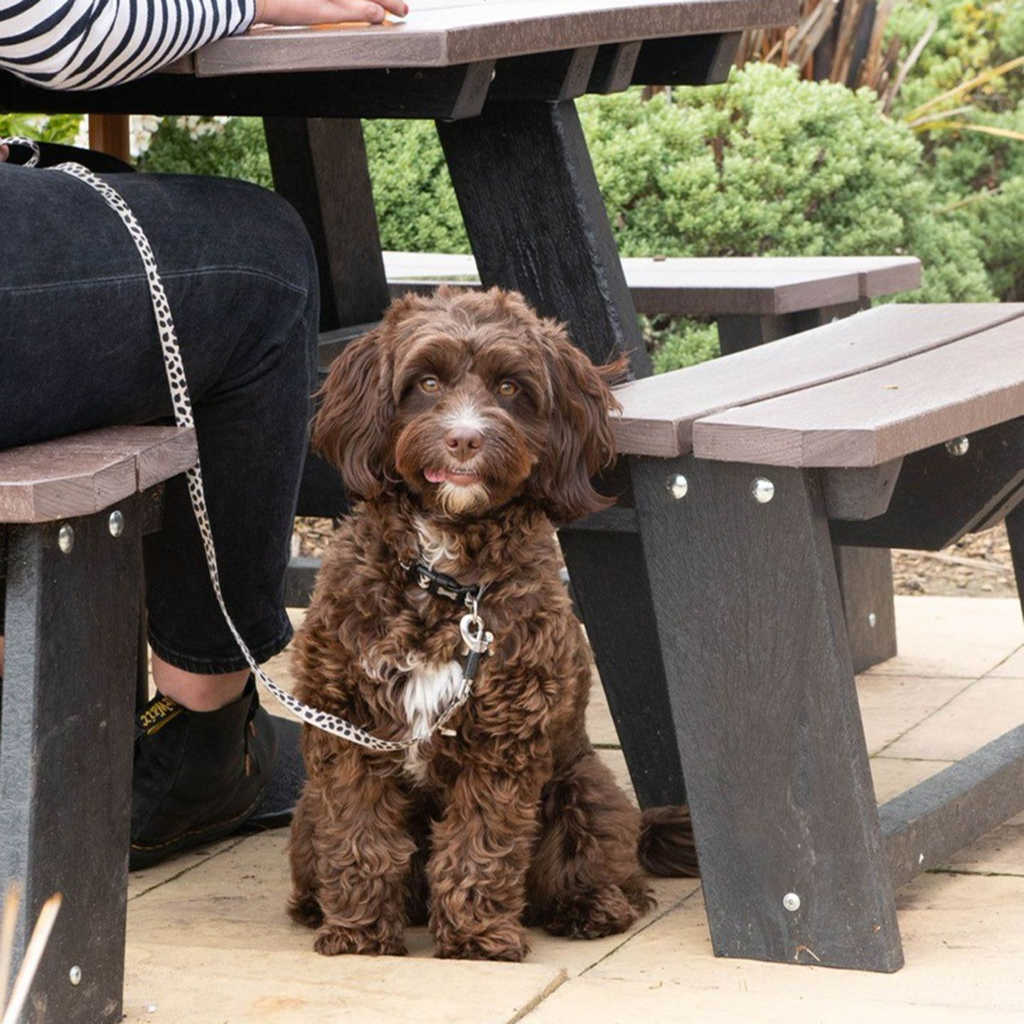 Your local dog friendly pub in Newport